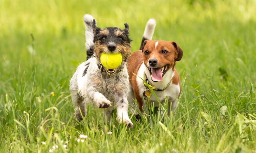 Spca puppy hot sale training